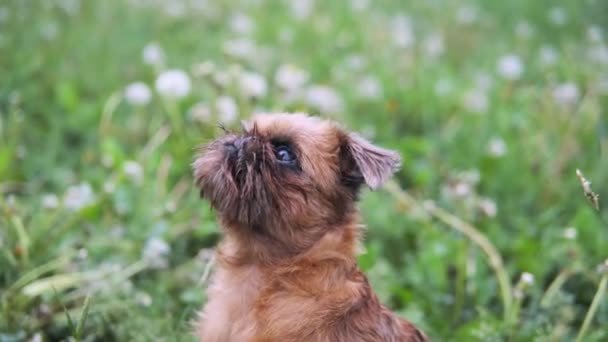 Kırmızımsı kahverengi köpek bir parkta sahibine bakıyor ve ot yiyor. — Stok video