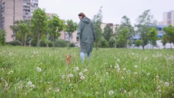 Parkta bir köpekle tek başına yürüyen bir kadın. — Stok video
