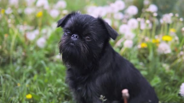 Lindo perro negro en un parque — Vídeo de stock