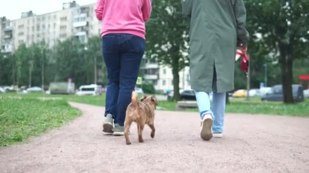 Un chien suit deux femmes dans le parc — Video