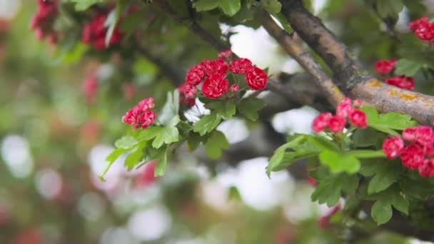 Цветущее дерево боярышника — стоковое видео