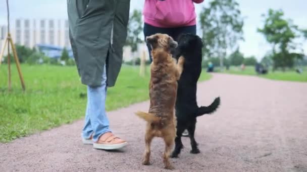 Una mujer enseña a los perros a pararse en las patas traseras . — Vídeos de Stock