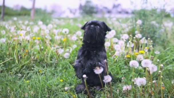 Leuke zwarte hond in een park leren bedelen truc — Stockvideo