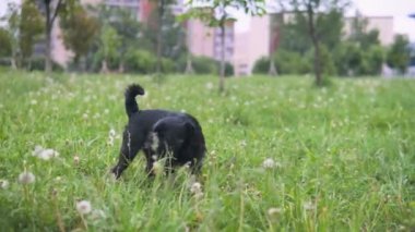 Tatlı siyah köpek ot yer ve kaçar.