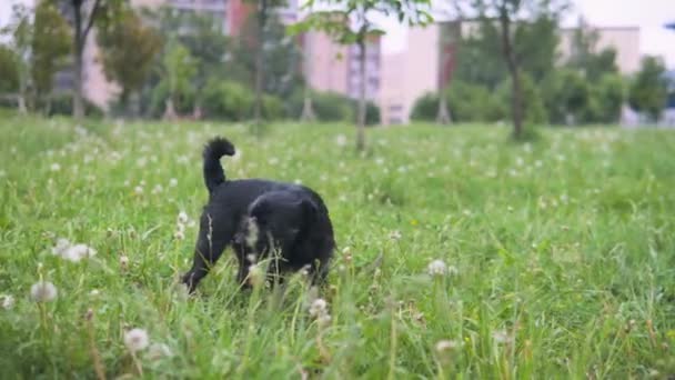 Tatlı siyah köpek ot yer ve kaçar. — Stok video