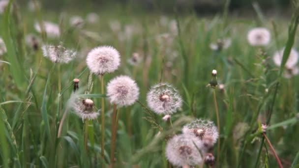 Pissenlits blancs se déplaçant dans le vent — Video