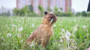 Kırmızımsı kahverengi köpek bir parkta sahibine bakıyor.