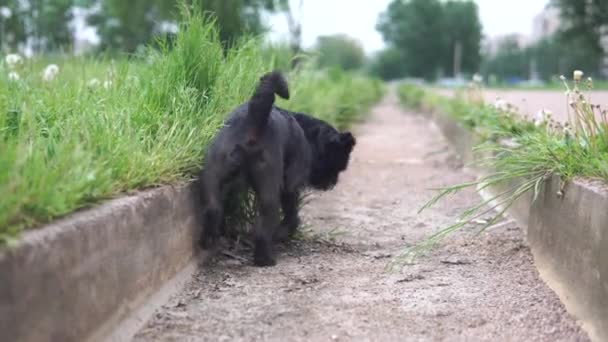 Un chien noir mignon marque le territoire