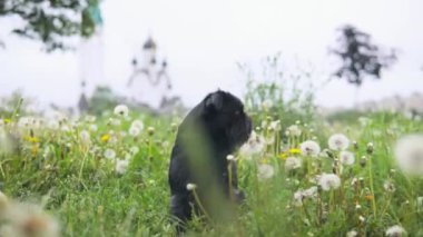 Parkta tatlı siyah köpek yalvarma numarası öğreniyor.