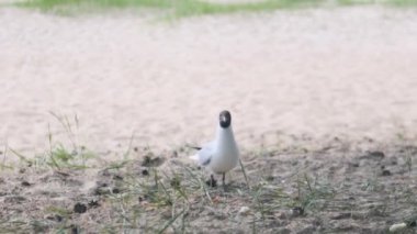 Bir ileri bir geri yürüyüp yiyecek bekleyen martılar.