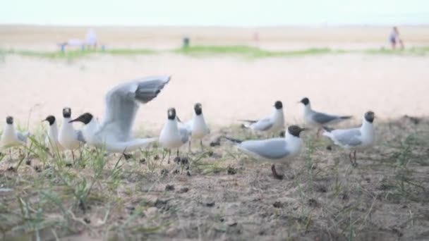 Mouettes encombrées attendant de la nourriture — Video