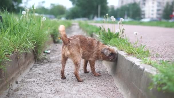 かわいいグリフォン犬が歩いていて嗅ぎ回っています — ストック動画