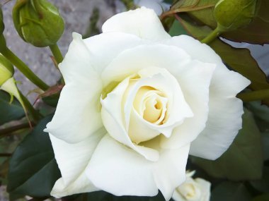 Büyük beyaz bir bahçe yeşil bir arka plan üzerinde yükseldi.