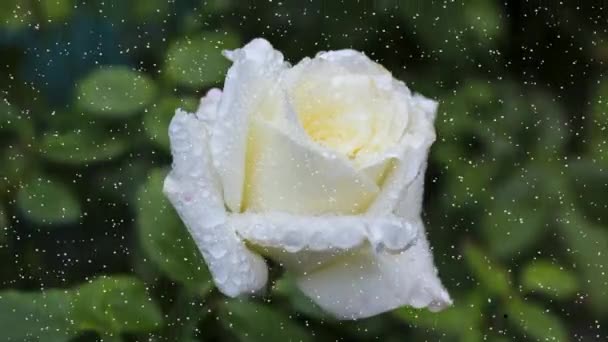 White Rose Water Drops Falling Snow — Stock Video
