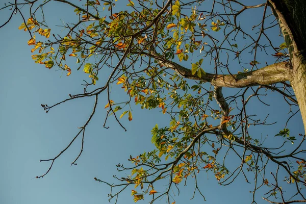 Algunas Ramas Con Hojas Verdes Cielo Azul — Foto de Stock