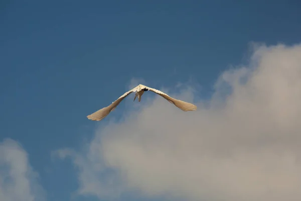 White Bird Flying Sky Clouds — Stock Photo, Image