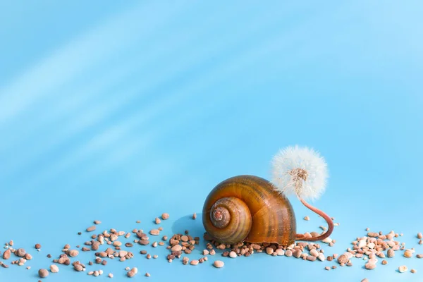 Snäcka Och Fluffiga Maskros Himmelsblå Bakgrund Ett Vackert Vykort Som — Stockfoto