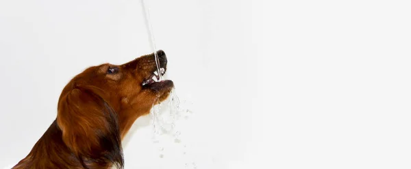 Köpek cinsi uzun saçlı Dachshund kırmızı renkli içecekler akan su. Işık arkaplanına yakın plan. Boş alan