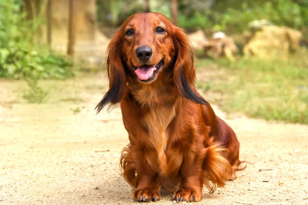 Bir köpek portresi uzun saçlı Dachshund parlak kırmızı renkli bir yaz parkında. Bakımlı manto güneşte parlıyor.