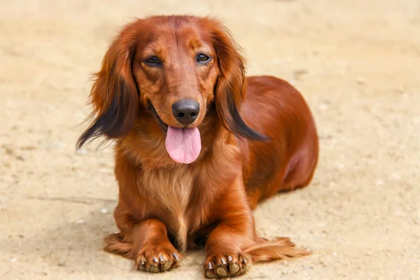 Açık havada uzun tüylü bir Dachshund parlak kırmızı renginin portresi. Bakımlı manto güneşte parlıyor.