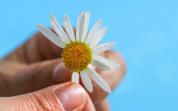 Die Hand Einer Frau Zupft Die Blütenblätter Einer Kamille Gänseblümchen — Stockfoto