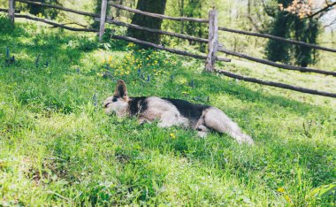 Köpek otların arasında, doğanın üzerine uzanır.