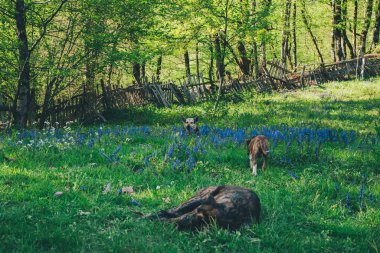 Üç köpek bir çiçek çayırında yatıyor.