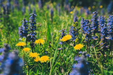 Çiçekli ve karahindibalı tarla