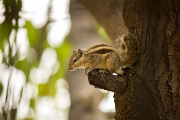 Esquilo Uma Árvore Procura Comida — Fotografia de Stock