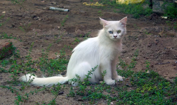 Gato Branco Com Uma Condição Marcante Chamada Heterochromia Iridum — Fotografia de Stock