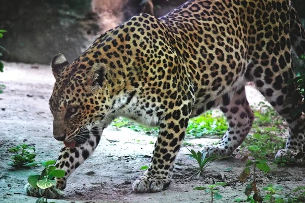 Leopard Auf Indischem Subkontinent Gefangen Geschwindigkeit — Stockfoto