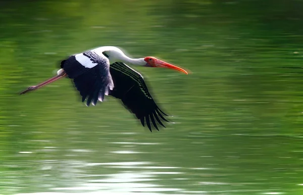 Painted Stork Bird Conservation Status Threatened Population Decreasing — Stock Photo, Image