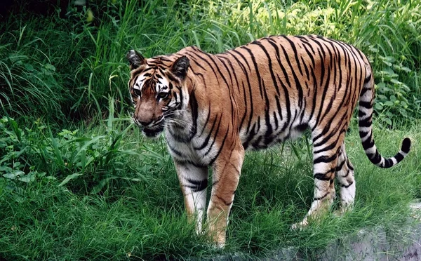 Yürüyen Kaplan Hindistan Bir Hayvanat Bahçesinde Yakalandı — Stok fotoğraf