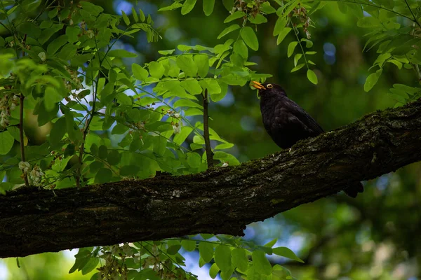 Pájaro Negro Común Una Especie Tordo También Conocido Como Mirlo — Foto de Stock