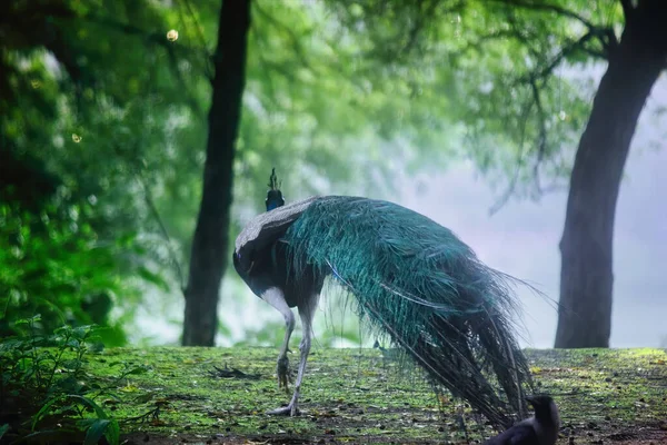 A peafowl takes a walk in a mist foggy Morning in India