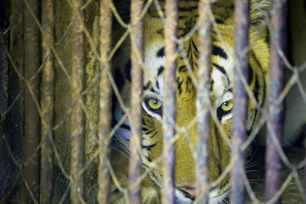 Una Foto Vida Silvestre Tigre Mirando Dentro Jaula — Foto de Stock