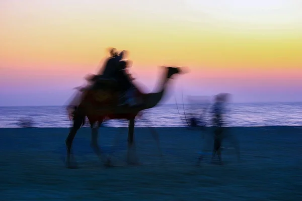 Fondo Abstracto Camello Hombre Una Playa Atardecer Dramático India —  Fotos de Stock