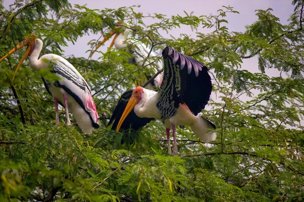 Két Repülő Festett Gólya Egy Madárfaj Természetes Élőhelyén Indiában — Stock Fotó
