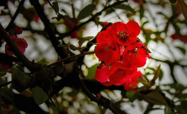 Eine Rote Blume Einer Kleinen Ländlichen Stadt Namens Limanowa Südpolen — Stockfoto