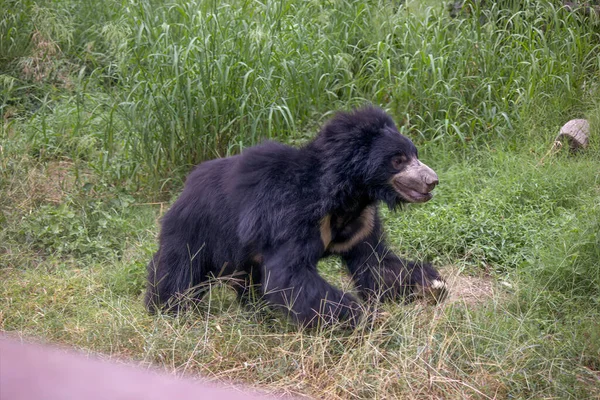 Oso Bebé Negro Corriendo Hacia Madre Hábitat Natural India — Foto de Stock