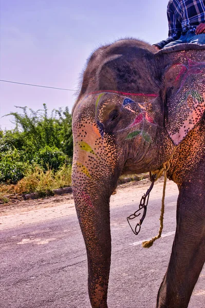 Close up of an elephant ride by a man walks on a road in Jaipur city