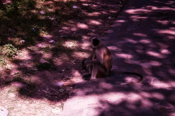 Rajasthan Inde Octobre 2012 Gros Plan Singe Langoureur Assis Sur — Photo