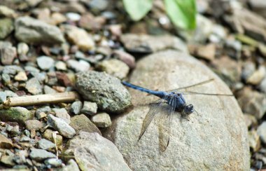 Kara akarsu planörü (İngilizce: 
