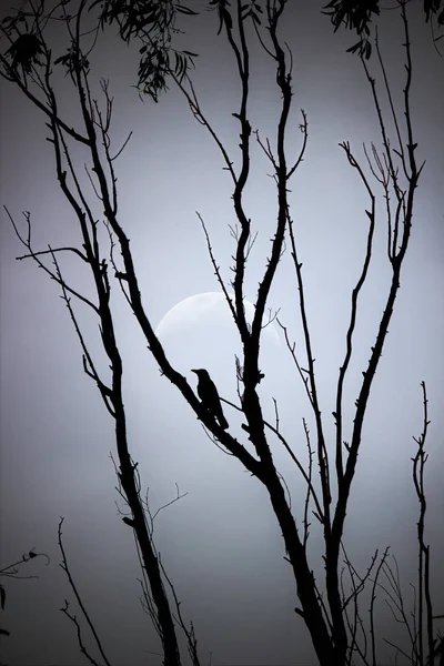 Abstract Silhouette Image Bird Leafless Tree Moon India — Stock Photo, Image