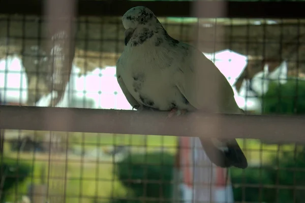 Eine Nahaufnahme Der Weißen Taube Käfig — Stockfoto
