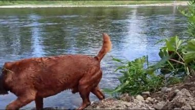 Güney Polonya, Avrupa 'da bulunan bielsko bialasında Sola Nehri' ni geçtikten sonra birbirine benzeyen iki kızıl kemik rakunu köpeği.