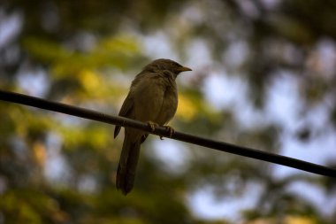 Jungle Babbler, Kuzey Hindistan 'da yedi kız kardeş olarak da bilinen Kahkaha Ardıçkuşu türü.