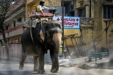 Jaipur, Hindistan - 21 Ekim 2012: Yoğun bir caddede bir adam tarafından yapılan yerli bir fil gezisi