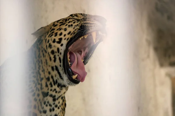 Close Leopardo Ruge Com Dentes Língua Visíveis — Fotografia de Stock