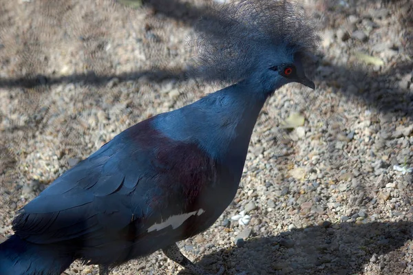 Victoria Krönt Duva Fångad Indien — Stockfoto